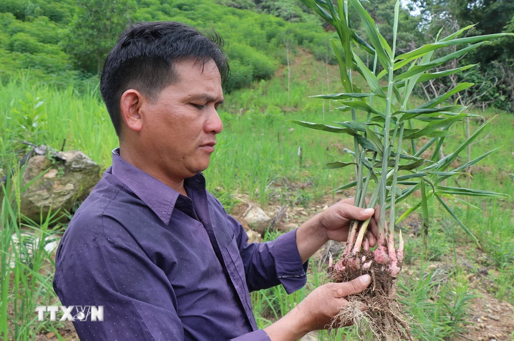 Cây gừng sẻ được trồng và nhân rộng tại huyện Trà Bồng, tỉnh Quảng Ngãi. (Ảnh: Phạm Cường/TTXVN)