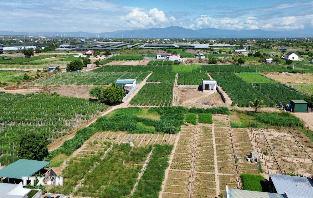 Mô hình trồng cây măng tây ở xã An Hải, huyện Ninh Phước, tỉnh Ninh Thuận, phủ xanh đất cát, cho hiệu quả kinh tế cao. (Ảnh: Nguyễn Thành/TTXVN)