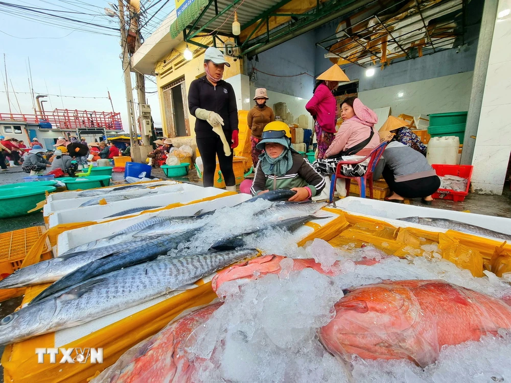 Các loại cá biển được bày bán tại cảng cá Đông Hải, thành phố Phan Rang-Tháp Chàm, tỉnh Ninh Thuận. (Ảnh: Nguyễn Thành/TTXVN)