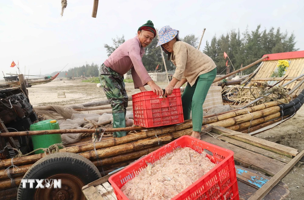 Vận chuyển ruốc biển vừa mới khai thác được từ bè mảng xuống xe kéo. (Ảnh: Xuân Tiến/TTXVN)