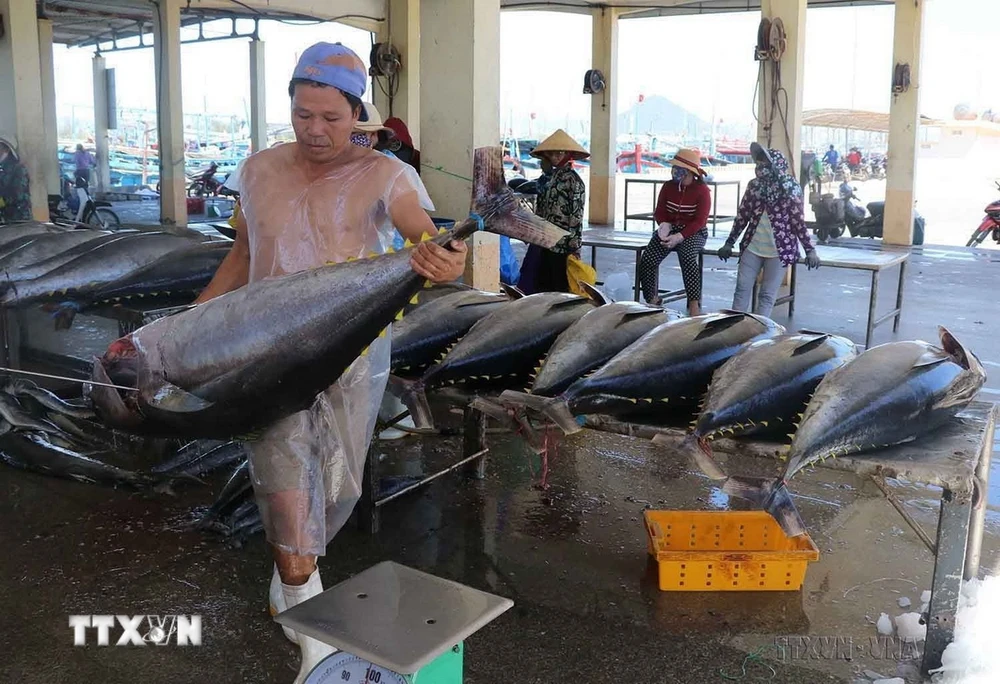 Sản phẩm cá ngừ đại dương của Phú Yên đã được xuất khẩu sang nhiều thị trường, trong đó có Hoa Kỳ. (Ảnh: Phạm Cường/TTXVN)