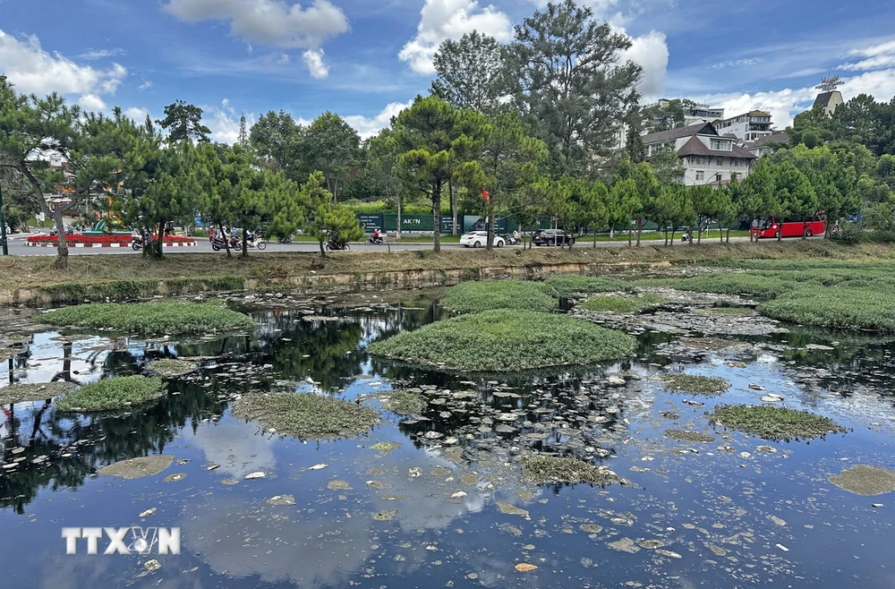 Tảo lam và rác thải tràn ngập hồ Đội Có - một trong 3 hồ lắng quanh thắng cảnh hồ Xuân Hương, thành phố Đà Lạt. (Ảnh: Nguyễn Dũng/TTXVN)