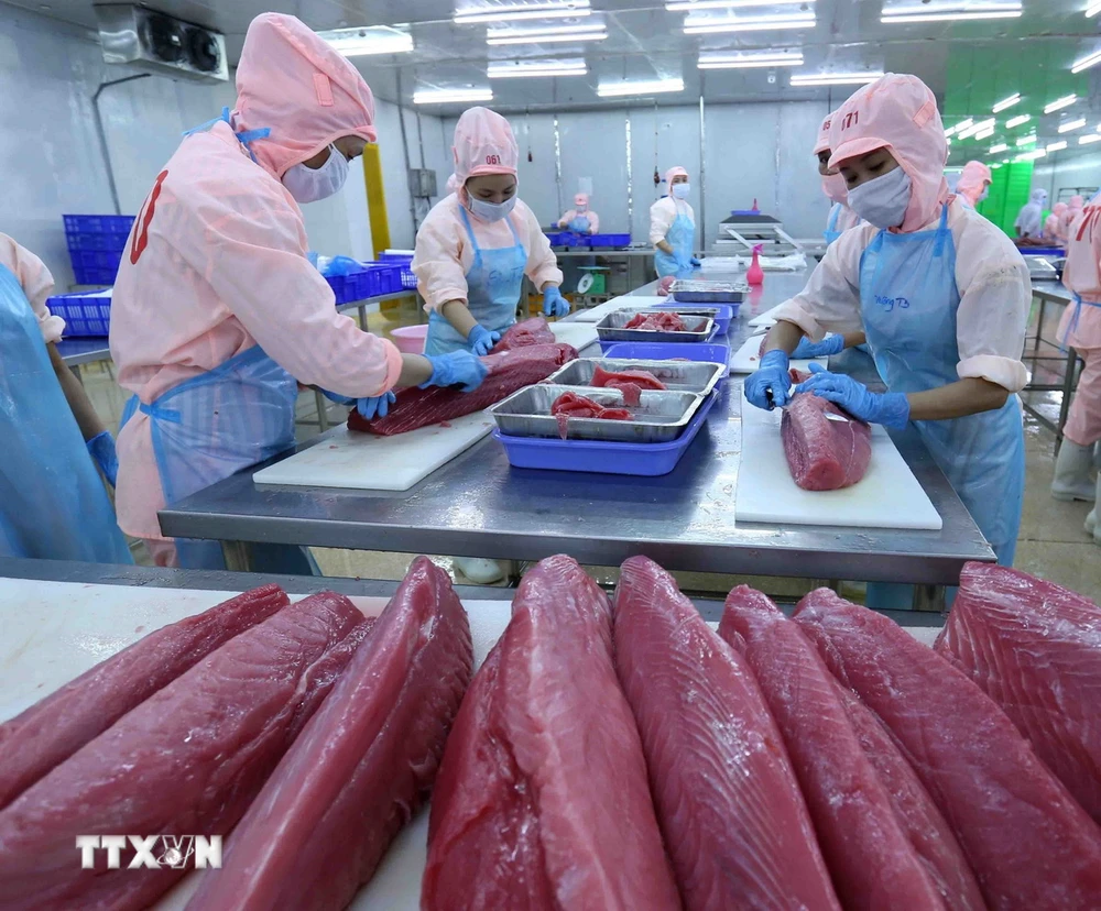 Tại Lễ hội tinh hoa đất biển Bình Định năm 2024 sẽ có chương trình “Giới thiệu nghệ thuật ẩm thực cá ngừ đại dương” dưới sự thể hiện của các đầu bếp tài hoa trong và ngoài nước. (Ảnh: Vũ Sinh/TTXVN)