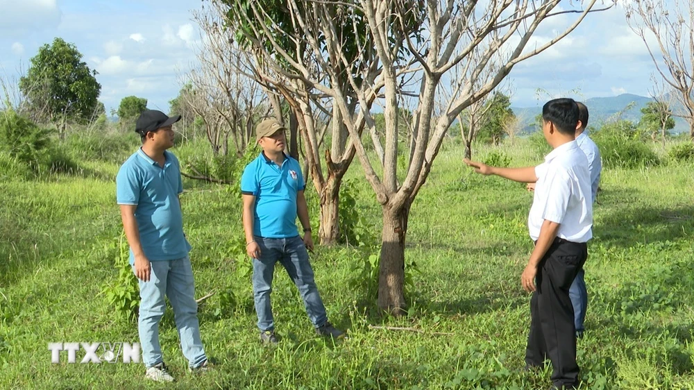 Những diện tích cao su chuyển đổi sang cây ăn quả kém hiệu quả của Công ty Cổ phần Hoàng Anh Gia Lai thuê đất trồng tại xã Pờ Tó, huyện Ia Pa, tỉnh Gia Lai. (Ảnh: Hoài Nam/TTXVN)