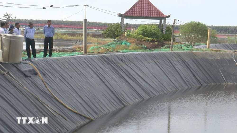 Ông Nguyễn Minh Lâm, Phó Chủ tịch UBND tỉnh Long An (thứ 2 phải sang) kiểm tra nuôi tôm thẻ chân trắng vùng Đồng Tháp Mười, tỉnh Long An. (Ảnh: Thanh Bình/TTXVN)