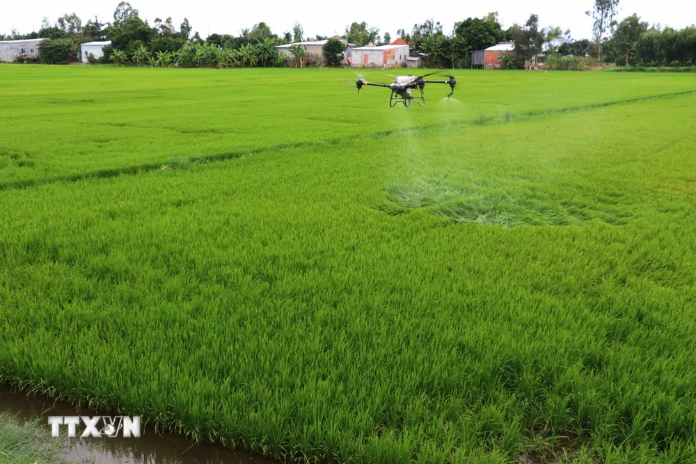 Sử dụng máy bay nông nghiệp phun thuốc chăm sóc lúa Thu Đông tại xã Tân Nghĩa, huyện Cao Lãnh (Đồng Tháp). (Ảnh: Nguyễn Văn Trí /TTXVN)