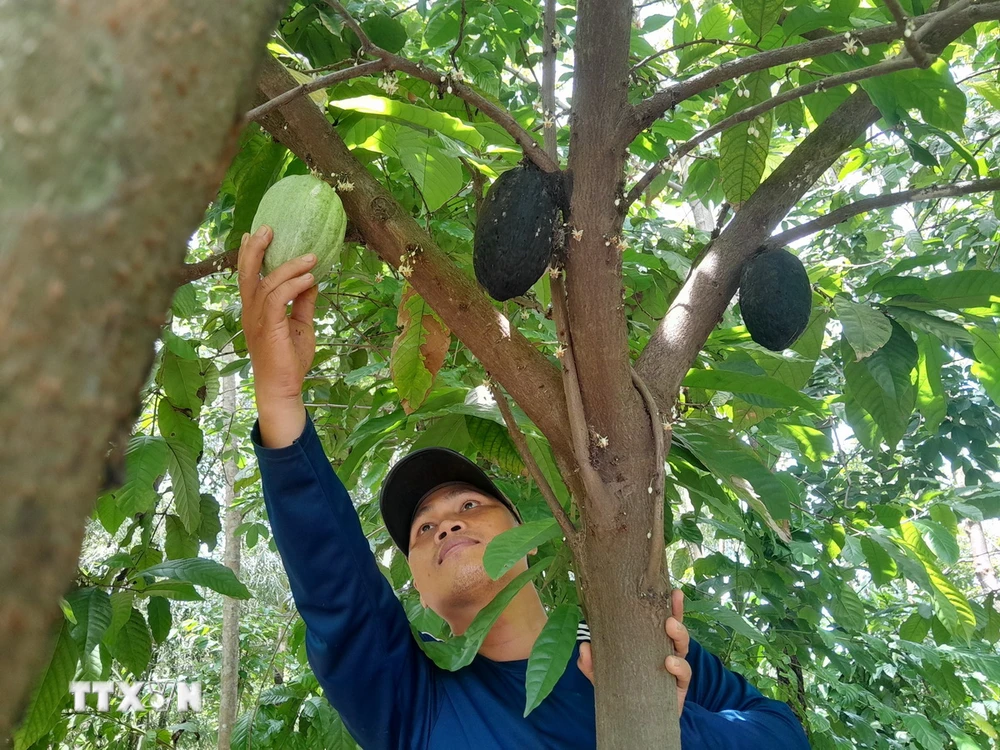 Nông dân Bình Phước trồng xen cacao trong vườn điều và càphê. (Ảnh: K GỬIH/TTXVN)