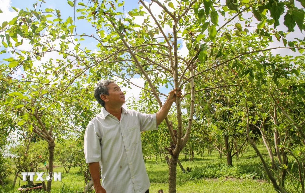 Là một kỹ sư nông nghiệp, ông Nguyễn Thanh Vũ chuyển đổi cây trồng không hiệu quả sang trồng dâu tằm hữu cơ kết hợp với du lịch. (Ảnh: Giang Phương/TTXVN)