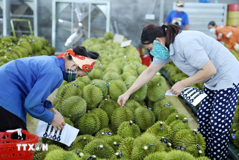 Công nhân dán tem sầu riêng để phục vụ cho công tác xuất khẩu. (Ảnh: Hoài Thu/TTXVN)