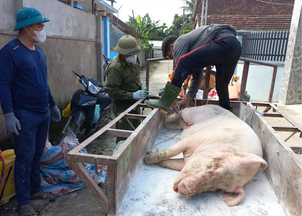 Xã Vĩnh Sơn, huyện Anh Sơn, đưa lợn nhiễm dịch tả lợn châu Phi đi tiêu hủy. (Nguồn: Báo Nghệ An)