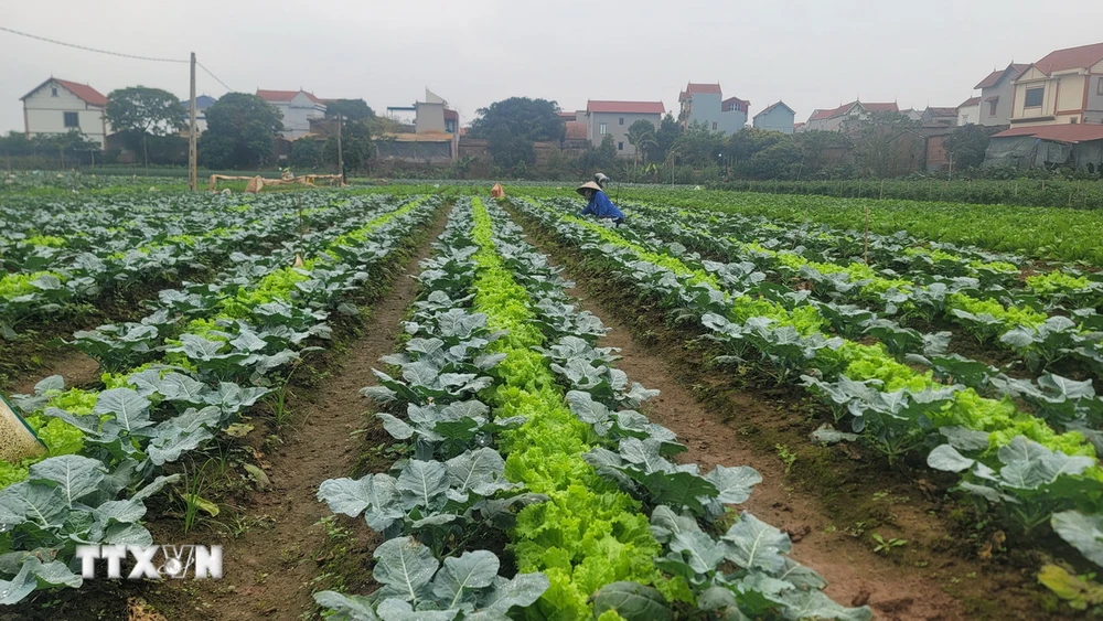 Người dân tăng gia sản xuất rau an toàn. (Ảnh minh họa: Phương Anh/TTXVN)