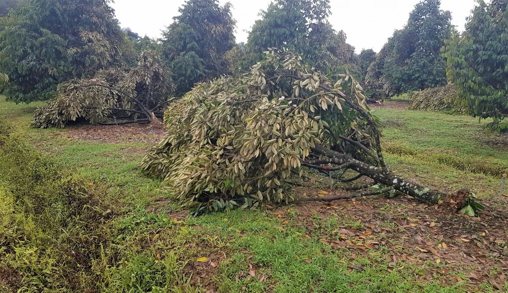 Vườn sầu riêng của một hộ dân tại Tổ dân phố 7, thị trấn Đạ Tẻh, tỉnh Lâm Đồng, bị lốc xoáy làm bật gốc nhiều cây. (Nguồn: báo Lâm Đồng)