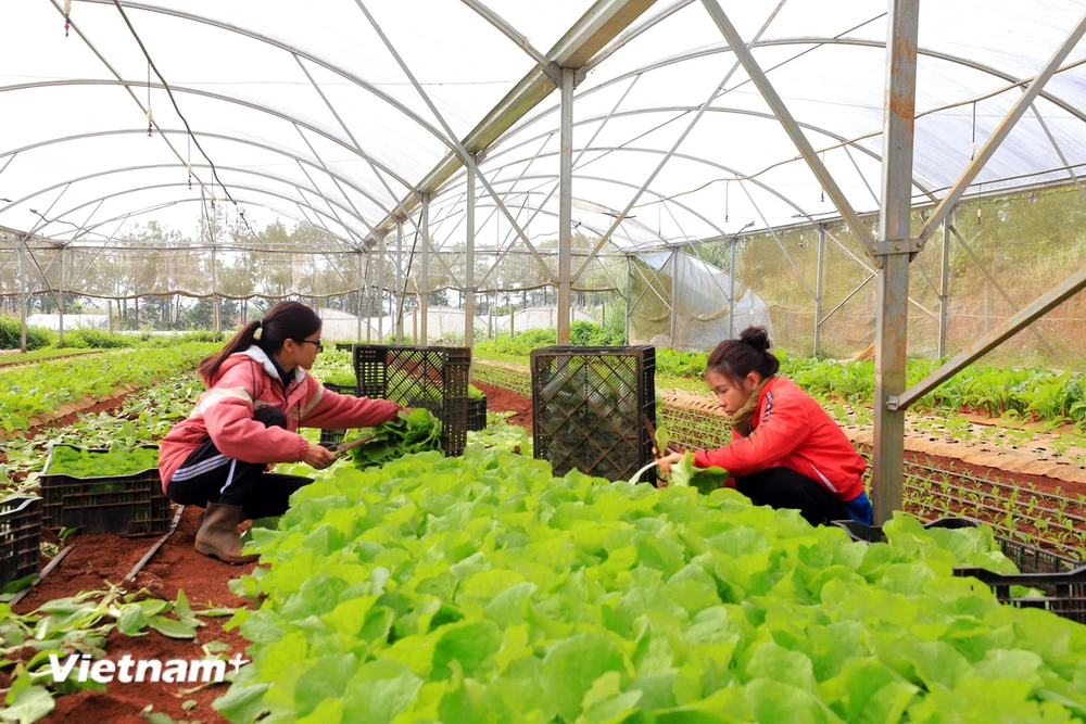 Tỉnh Kon Tum thu hút các nhà đầu tư từ Thành phố Hồ Chí Minh về đầu tư tại tỉnh. (Ảnh: Dư Toán/Vietnam+)