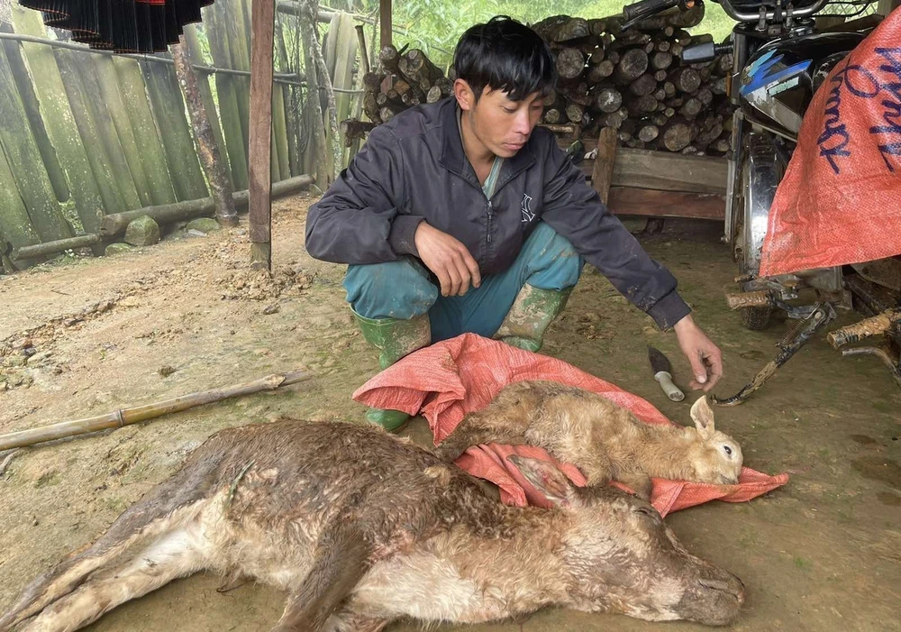 Thời tiết rét đậm, rét hại gây chết gia súc ở huyện vùng cao Bắc Yên, tỉnh Sơn La. (Ảnh: Nguyễn Cường/TTXVN)