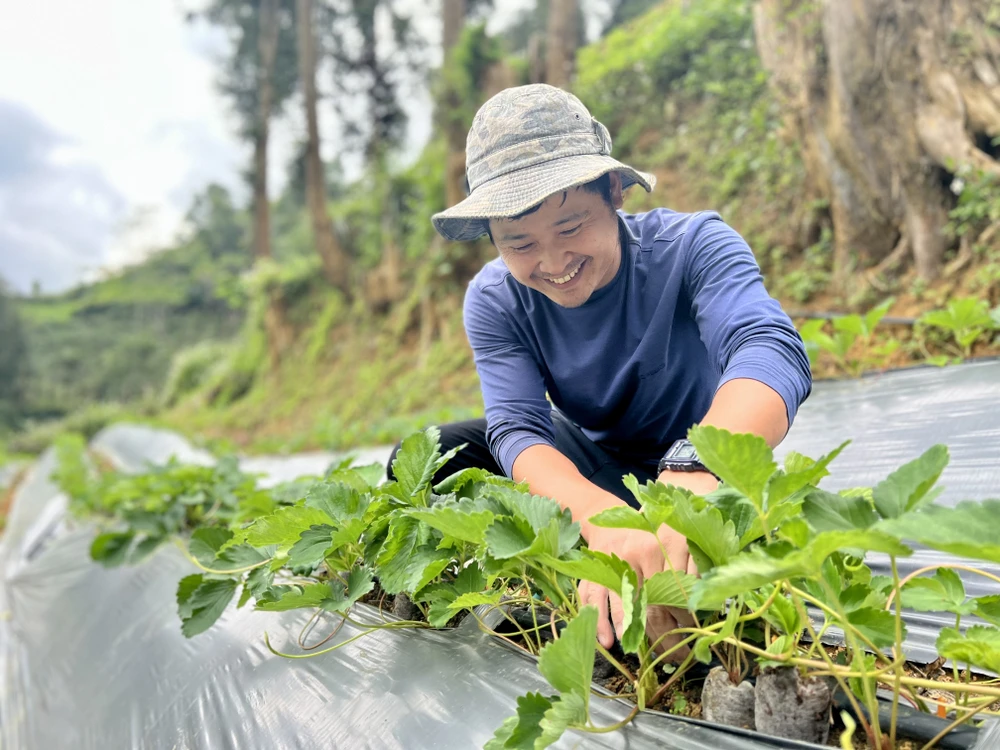 Nhờ những kỹ năng học hỏi được khi làm việc ở Hàn Quốc, anh Gió đã thành công xây dựng được trang trại của riêng mình khi trở về quê hương. (Ảnh: Hồng Kiều/Vietnam+)