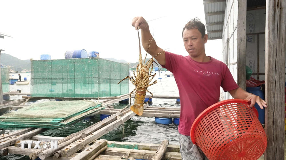 Phía Trung Quốc sẽ tổ chức kiểm tra trực tuyến hoặc trực tiếp đối với cơ sở nuôi tôm hùm bông của Việt Nam. (Ảnh: Đặng Tuấn/TTXVN)