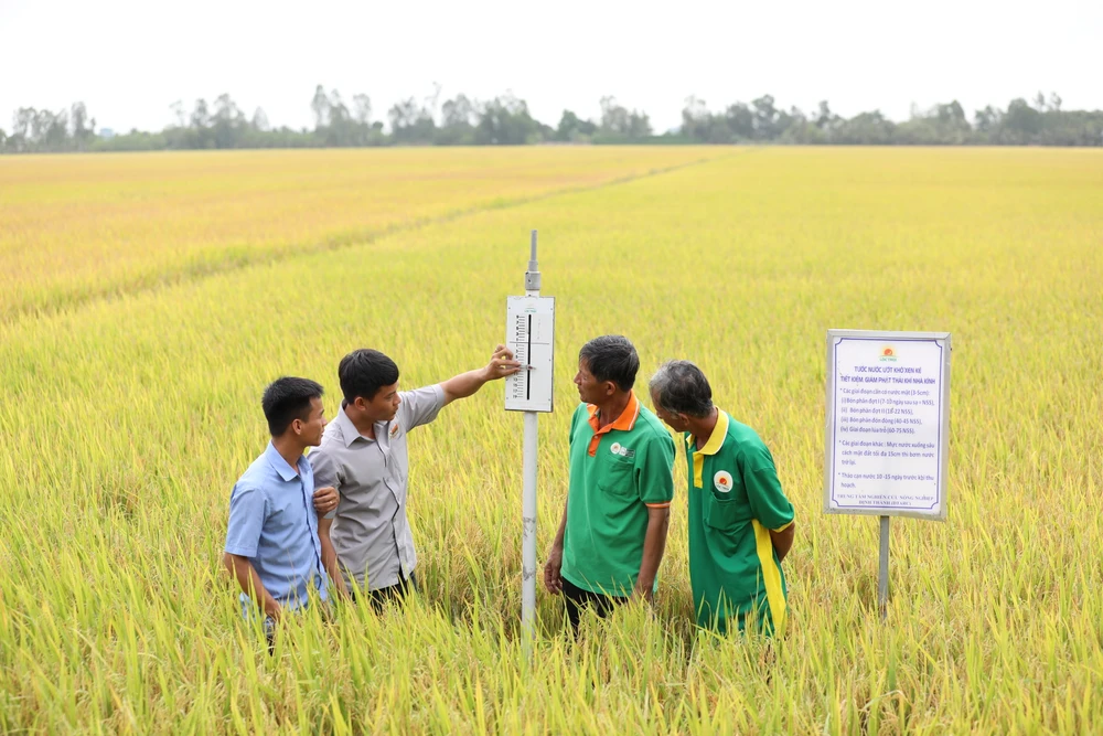 Bộ Nông nghiệp và Phát triển Nông thôn đang xây dựng đề án 1 triệu ha lúa gạo chất lượng cao, phát thải thấp. (Ảnh: CTV/Vietnam+)