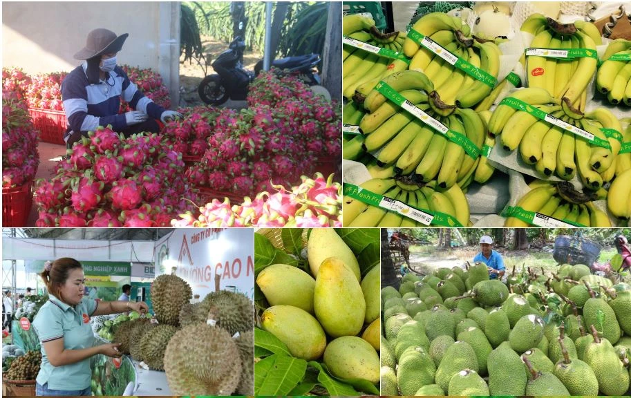 Xuất khẩu nhóm hàng rau quả trong 11 tháng đạt 5,32 tỷ USD, tăng tới 74,5%. (Ảnh: PV/Vietnam+)