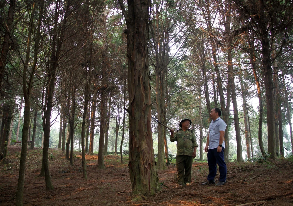 Một người dân ở Nghệ An đã tìm những cây con sa mu, pơ mu trong rừng về nhân giống, gây rừng. (Ảnh: Văn Tý/TTXVN)