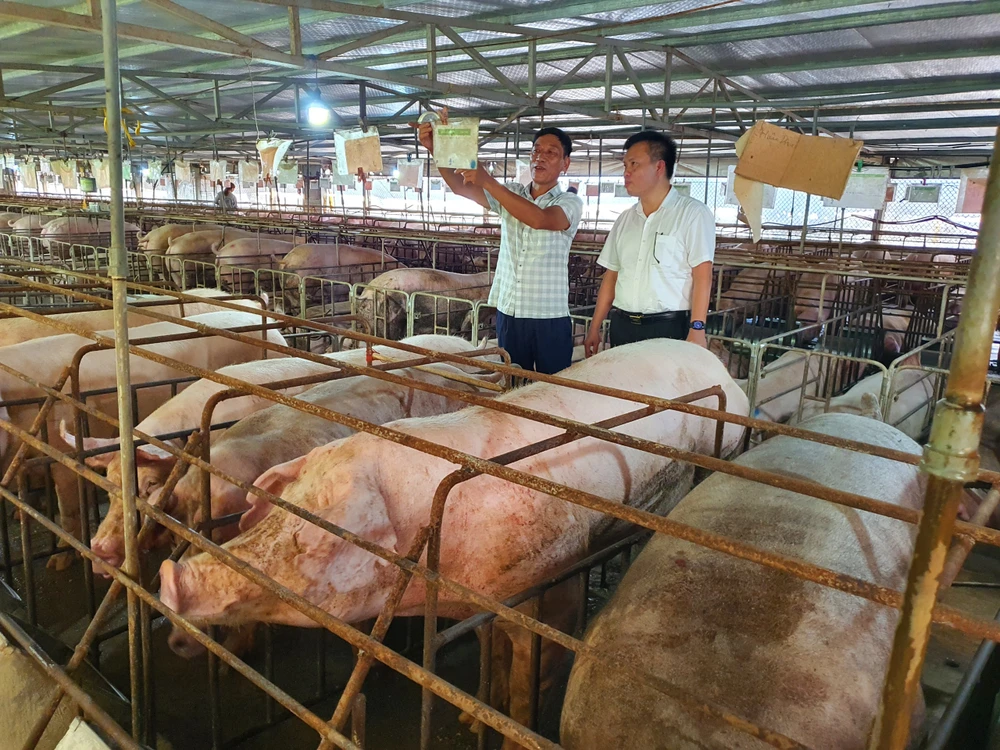 Chăn nuôi lợn chuyển dịch theo hướng giảm chăn nuôi nhỏ lẻ, hộ gia đình, tăng mạnh các hộ chăn nuôi chuyên nghiệp và trang trại quy mô lớn. (Ảnh: PV/Vietnam+)