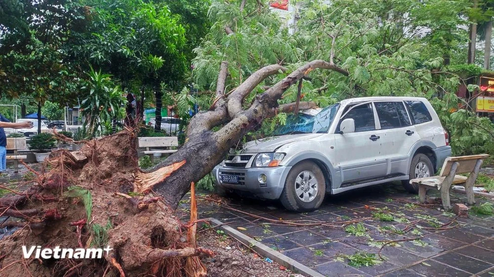 Cây xanh gãy đổ làm hỏng ôtô, chết người: Chủ phương tiện có được bồi thường?- Ảnh 1.