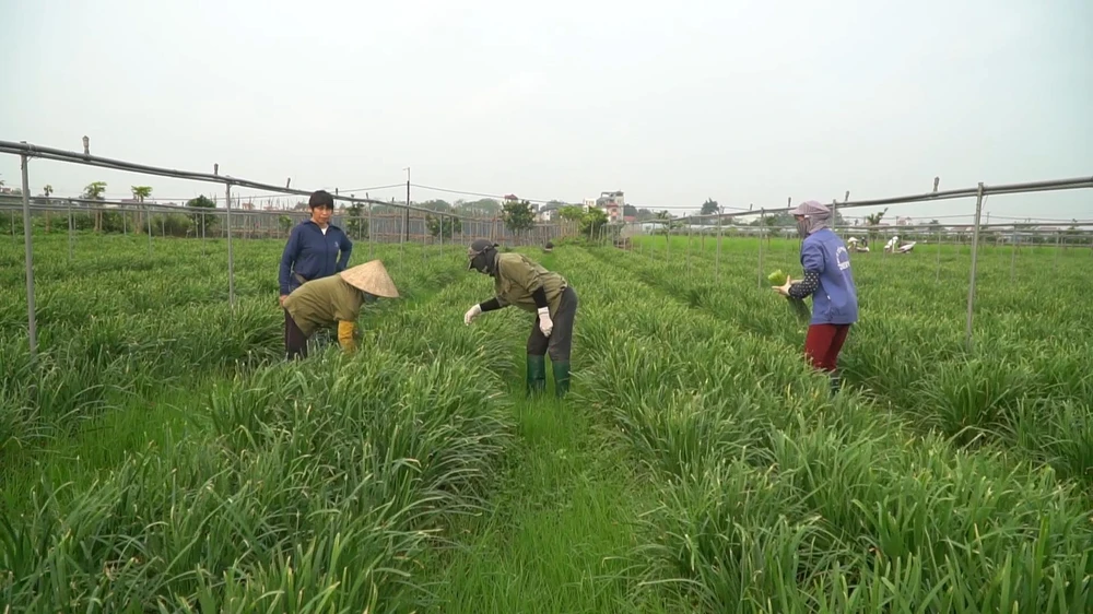 Hợp tác xã rau hữu cơ công nghệ cao Cuối - Quý (Ảnh: Lâm Phan/Vietnam+)