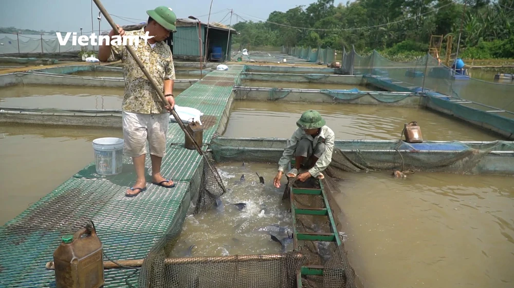 Hiện gia đình anh Trần Đình sở hữu 60 lồng cá với tổng trị giá khoảng 20 tỉ Đồng. 