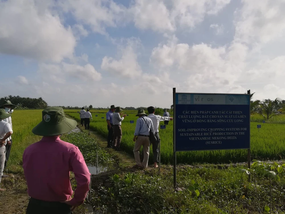 Vùng trồng lúa được thử nghiệm luân canh tại Vĩnh Long (Ảnh: Lâm Phan/Vietnam+)