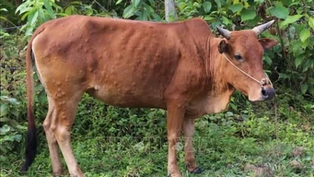 Một con bò bị nhiễm viêm da nổi cục (Ảnh: Quang Duy/TTXVN) 