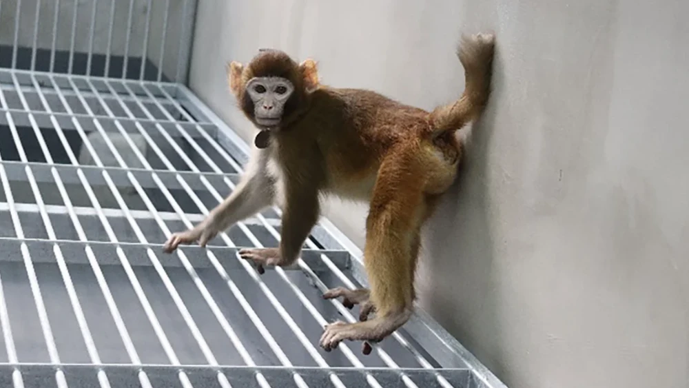 Retro là con khỉ vàng đã được các nhà khoa học Trung Quốc tạo ra bằng phương thức nhân bản vô tính. (Nguồn: CNN)