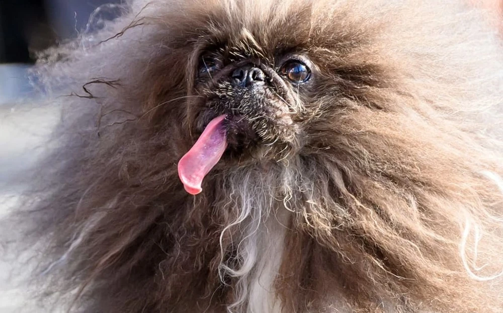 Wild Thang đã giành danh hiệu chú chó xấu nhất thế giới. (Nguồn: BBC)