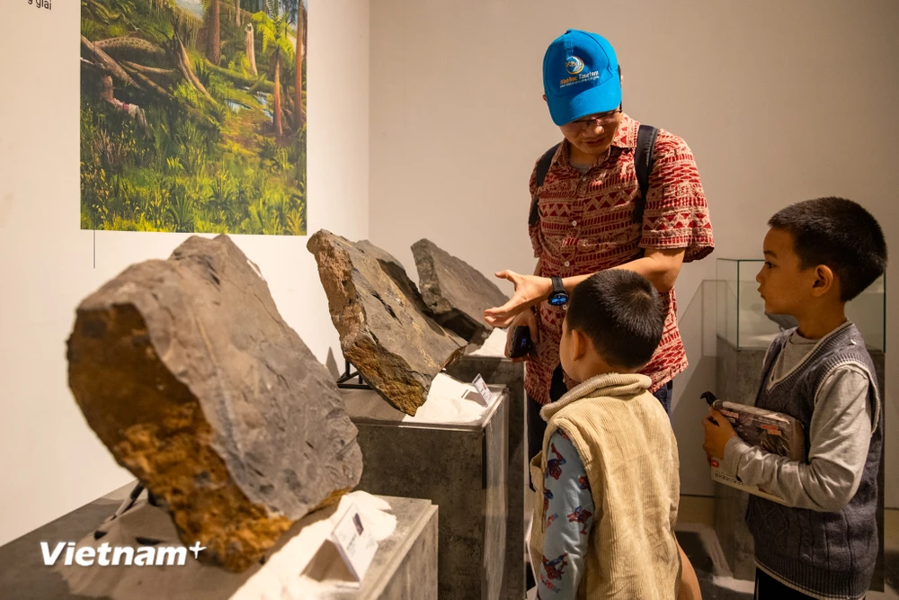 Chiêm ngưỡng bộ sưu tập hóa thạch lịch sử Trái Đất tại Bảo tàng Hà Nội 