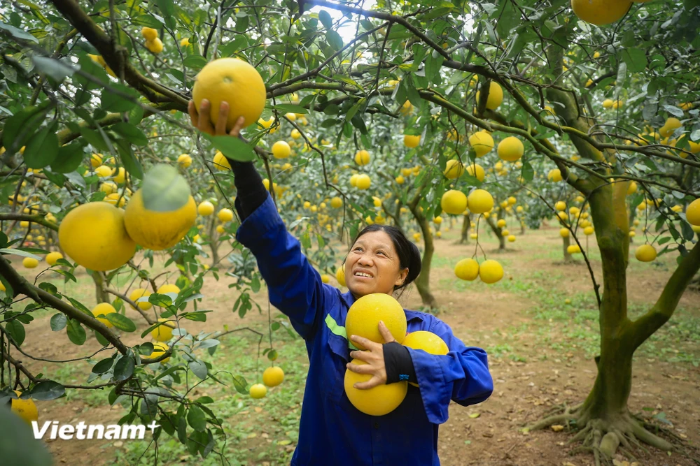 Mùa vàng rộn ràng, nông dân Thủ đô phấn khởi vì loại quả đặc sản phục vụ thị trường Tết được mùa, được giá- Ảnh 1.