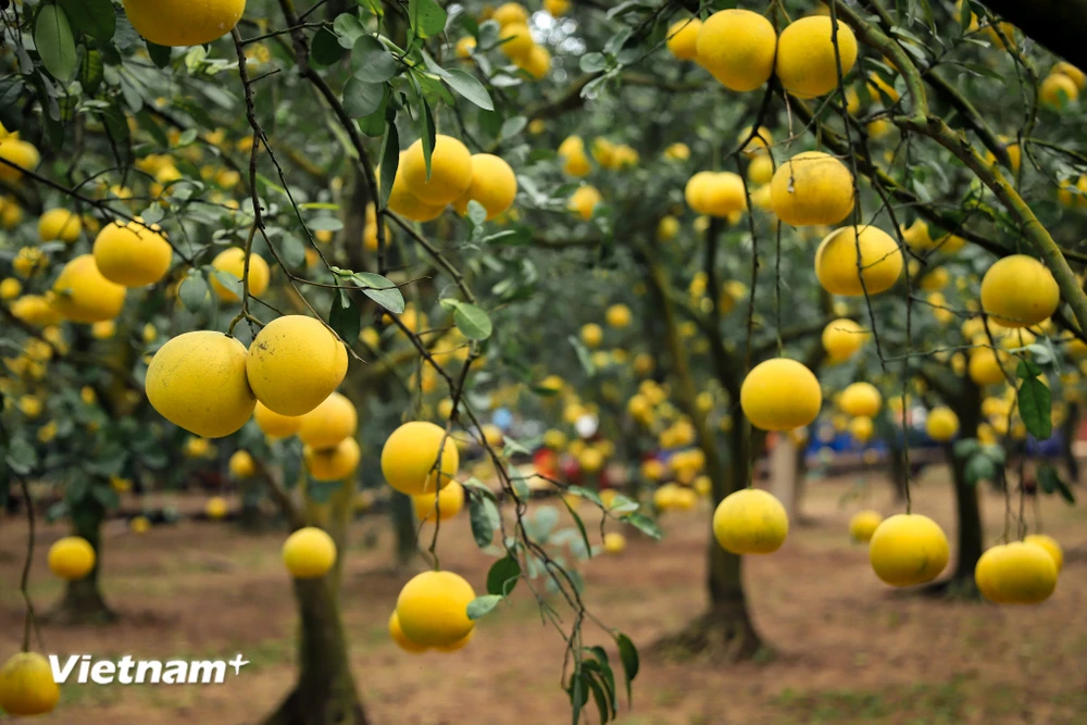 Mùa vàng rộn ràng, nông dân Thủ đô phấn khởi vì loại quả đặc sản phục vụ thị trường Tết được mùa, được giá- Ảnh 2.