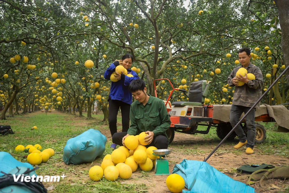 Mùa vàng rộn ràng, nông dân Thủ đô phấn khởi vì loại quả đặc sản phục vụ thị trường Tết được mùa, được giá- Ảnh 4.