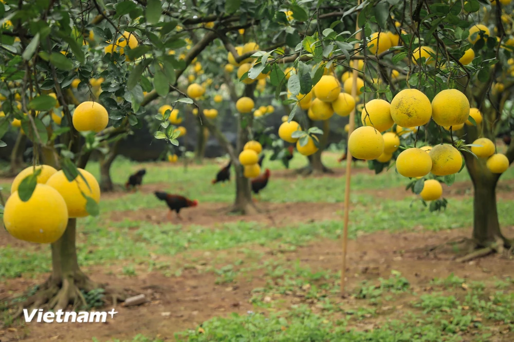 Mùa vàng rộn ràng, nông dân Thủ đô phấn khởi vì loại quả đặc sản phục vụ thị trường Tết được mùa, được giá- Ảnh 5.