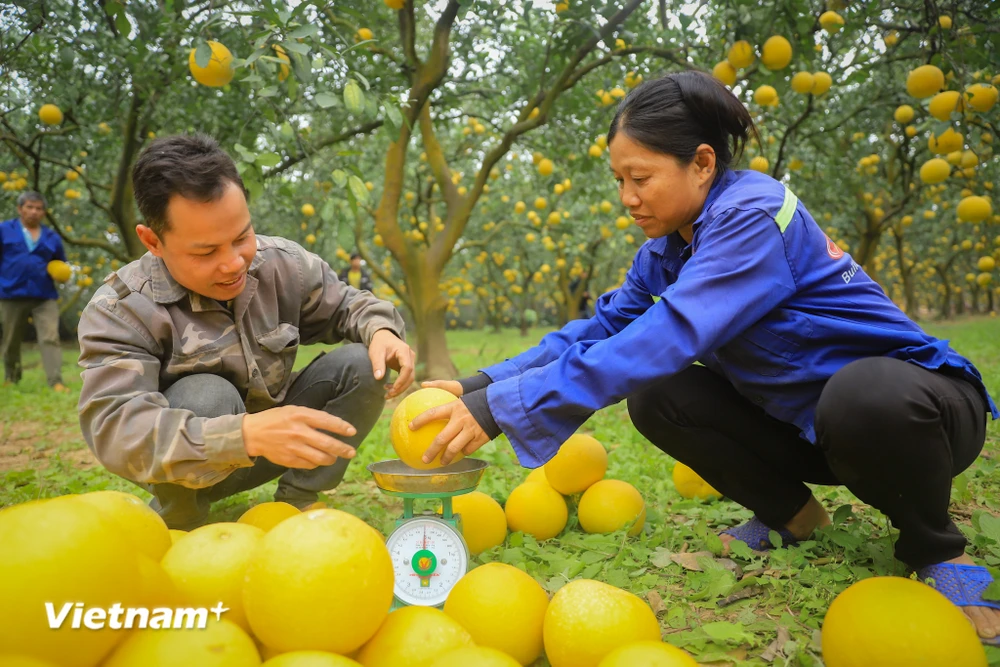 Mùa vàng rộn ràng, nông dân Thủ đô phấn khởi vì loại quả đặc sản phục vụ thị trường Tết được mùa, được giá- Ảnh 7.