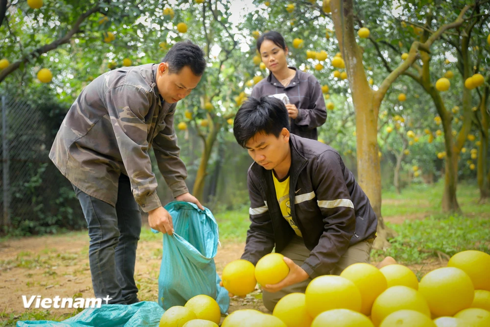Mùa vàng rộn ràng, nông dân Thủ đô phấn khởi vì loại quả đặc sản phục vụ thị trường Tết được mùa, được giá- Ảnh 9.