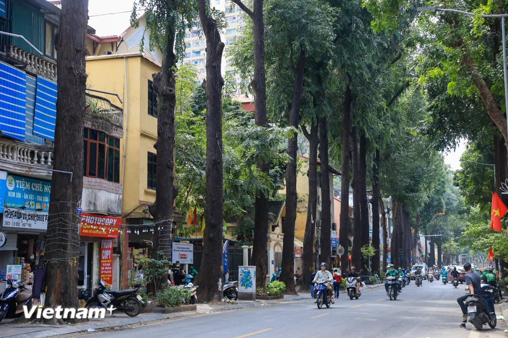 Hà Nội: Hàng cây sao đen trên phố Lò Đúc hiện giờ ra sao?