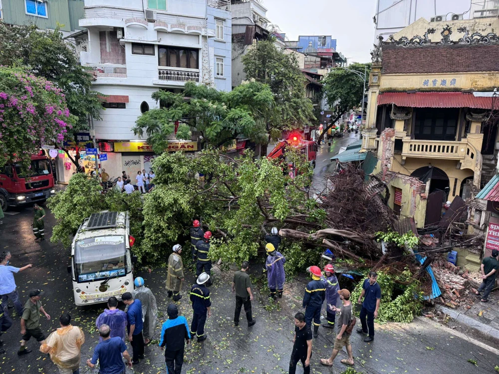 Hiện trường cây đổ khiến 2 người bị thương. (Ảnh: PV/Vietnam+)