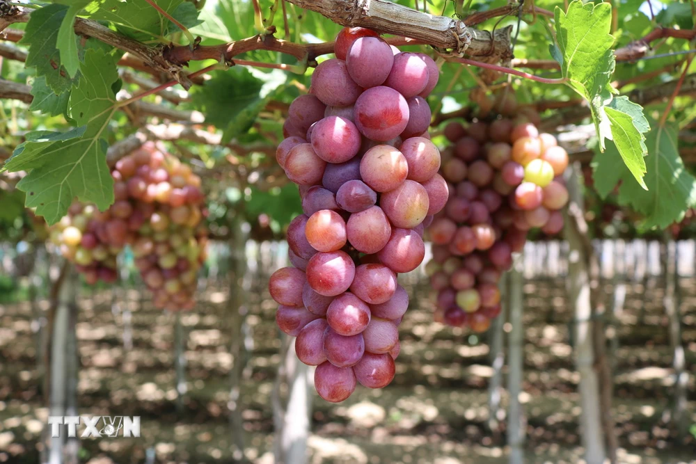 Một vườn trồng nho tại Làng Nho Thái An, xã Vĩnh Hải, huyện Ninh Hải, tỉnh Ninh Thuận. (Ảnh: Nguyễn Thành/TTXVN)