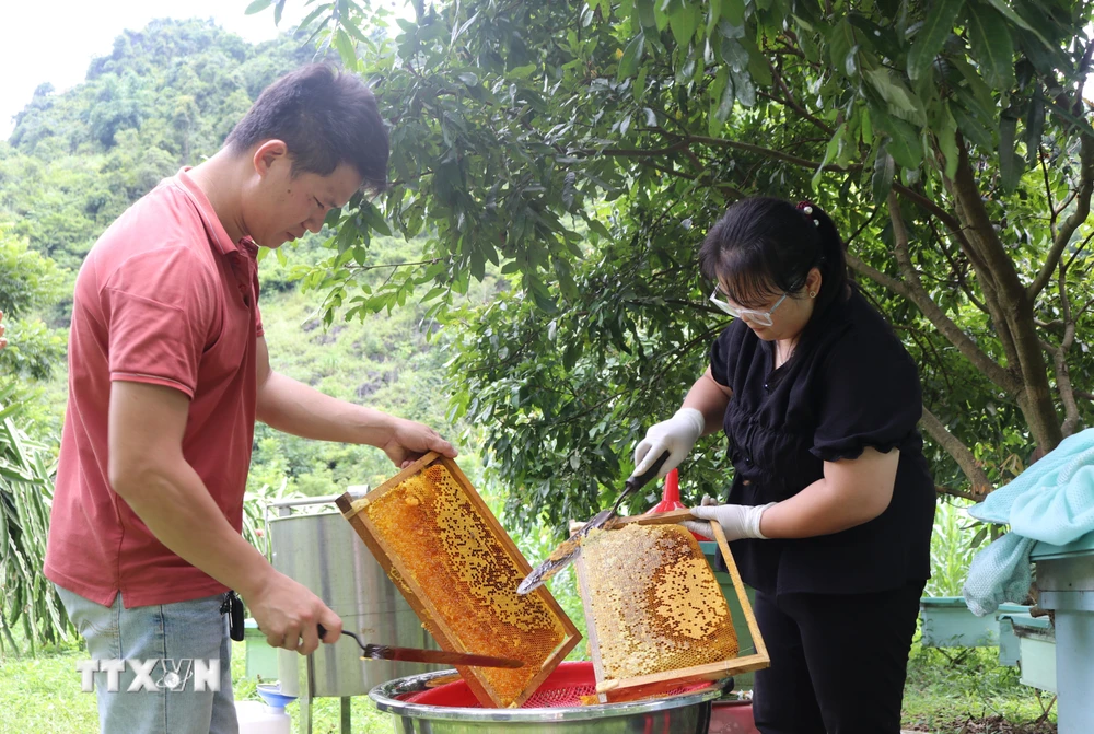 Khai thác mật ong tại Cao Bằng. (Ảnh: Chu Hiệu/TTXVN)