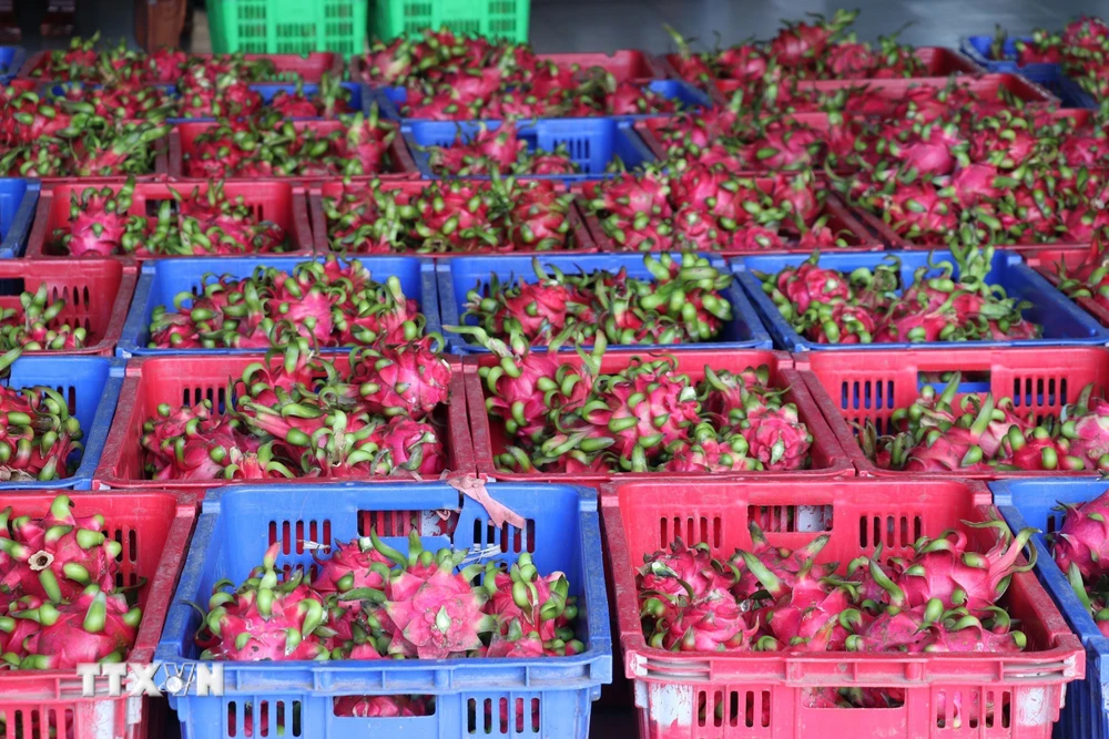 Tại huyện Chợ Gạo, vùng chuyên canh trồng thanh long lớn nhất tỉnh Tiền Giang, thương lái hiện thu mua tại vựa với giá 32.000-35.000 đồng/kg và thanh long ruột trắng có giá từ 25.000-28.000 đồng/kg. (Ảnh: Hữu Chí/TTXVN)