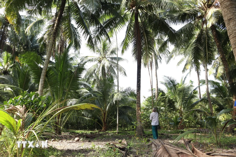 Tham gia liên kết với doanh nghiệp chế biến, nông dân trồng dừa ở Bến Tre có thu nhập ổn định. (Ảnh: Xuân Anh/TTXVN)