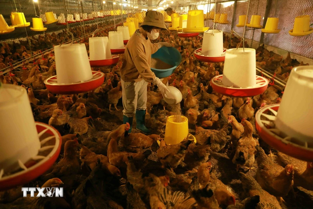 Một trang trại gà ở Bắc Ninh. (Ảnh: Vũ Sinh/TTXVN)