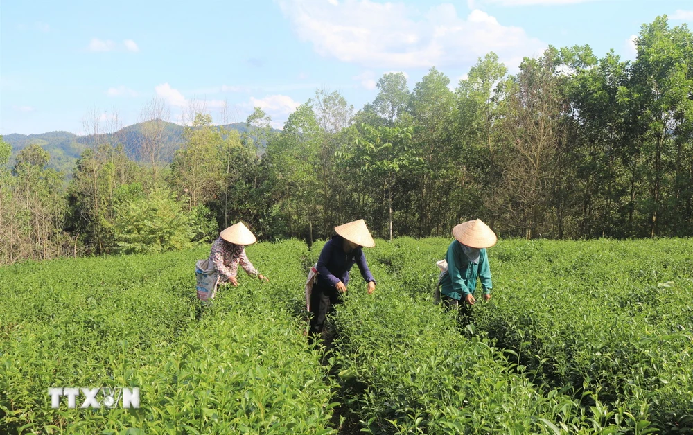 Nông dân thu hoạch chè tại Cao Bằng. (Ảnh: Chu Hiệu/TTXVN)