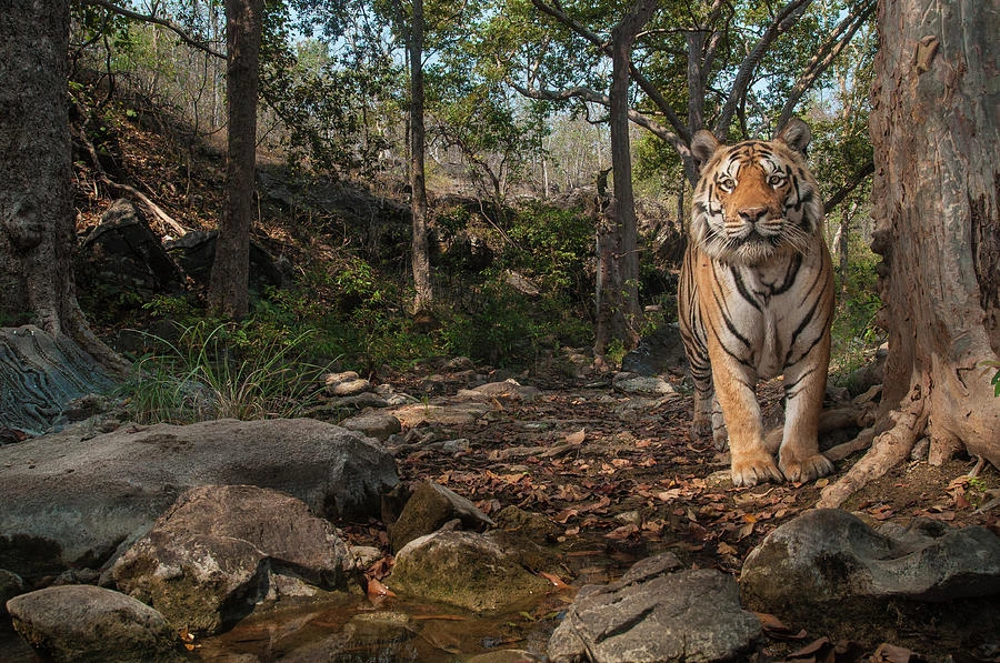 Bẫy ảnh (camera trap) đã "cách mạng hóa" cách các nhà khoa học nghiên cứu về loài hổ Bengal có nguy cơ tuyệt chủng. (Ảnh minh họa: Fineartamerica)