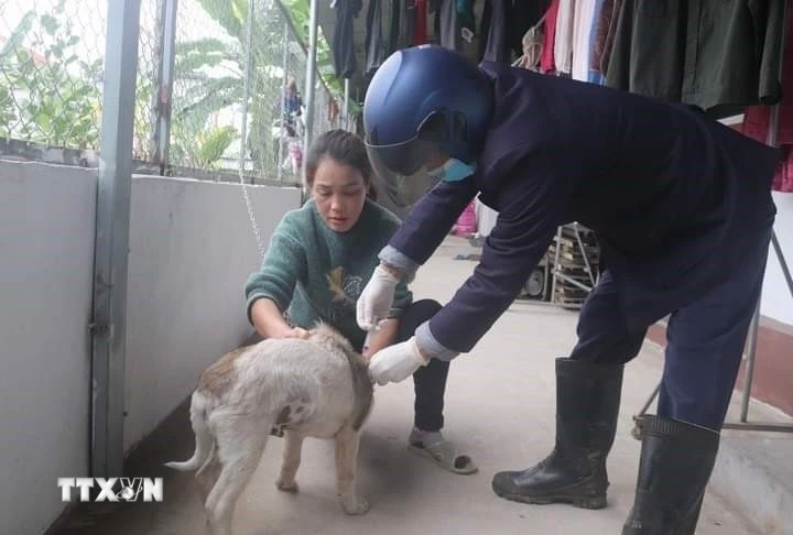 Quảng Ninh: Chó dại chạy vào trường học, tấn công 14 người- Ảnh 1.