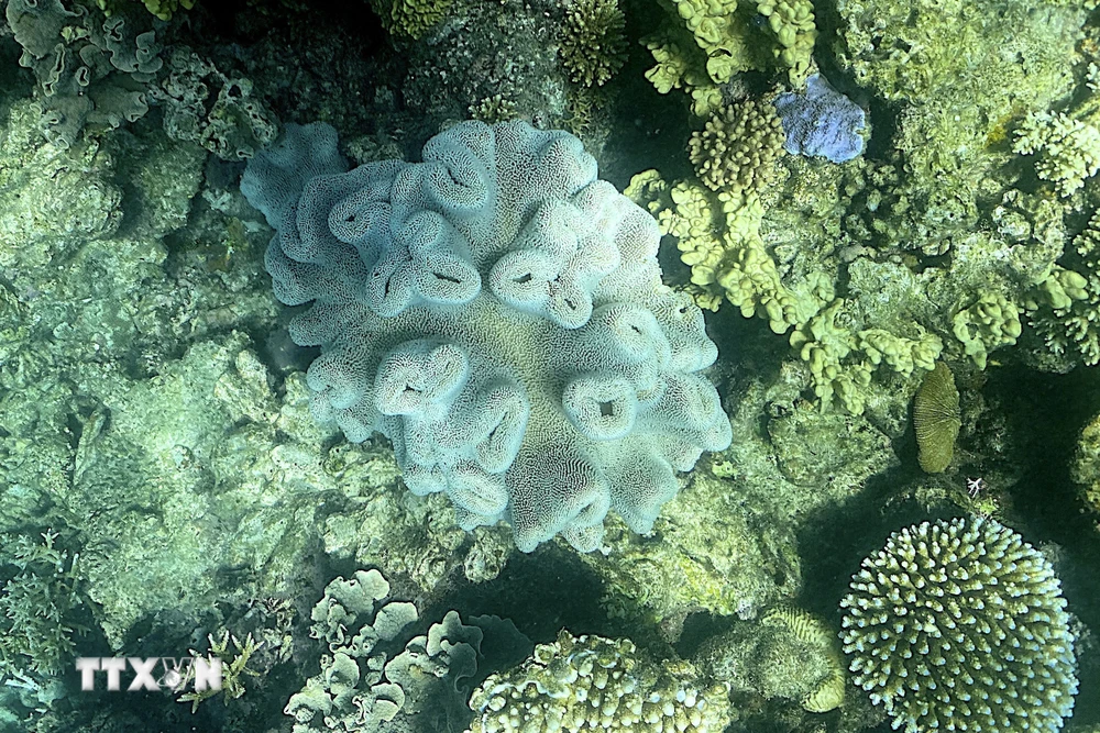 Rạn san hô Great Barrier tại khu vực ngoài khơi bang Queensland, Australia. (Ảnh: AFP/TTXVN)