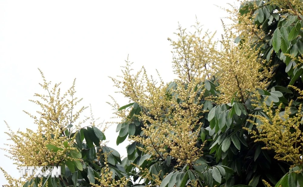 Đến thời điểm này, tỷ lệ cây ra hoa đạt khoảng 70% diện tích trồng nhãn ở Hưng Yên. (Ảnh: Đinh Văn Nhiều/TTXVN)